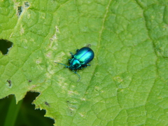Oreina cacaliae
