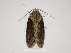 Etanna breviuscula