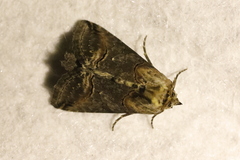 Abrostola tripartita