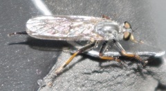 Neoitamus cyanurus