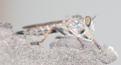 Neoitamus cyanurus