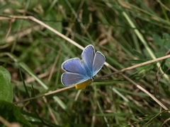 Polyommatus amandus