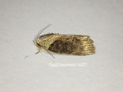 Etanna breviuscula