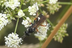 Cryptocheilus versicolor