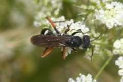 Cryptocheilus versicolor