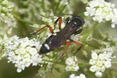 Cryptocheilus versicolor