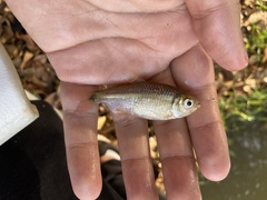 Hyphessobrycon anisitsi