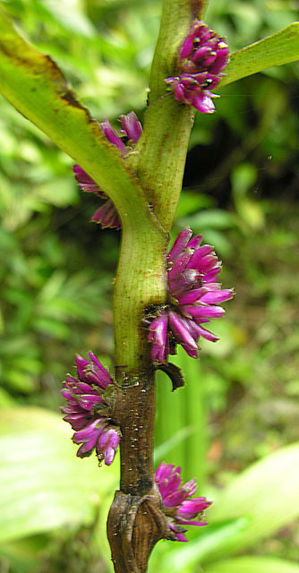 Amischotolype mollissima (Amischotolype mollissima)