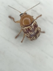 Cryptocephalus fulguratus