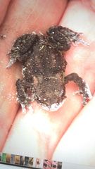 Bufo bufo