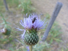 Closterotomus cinctipes