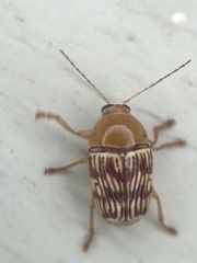 Cryptocephalus fulguratus