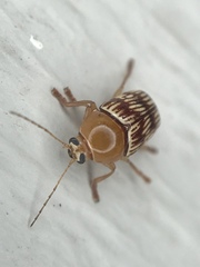 Cryptocephalus fulguratus