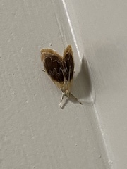 Glaphyria fulminalis