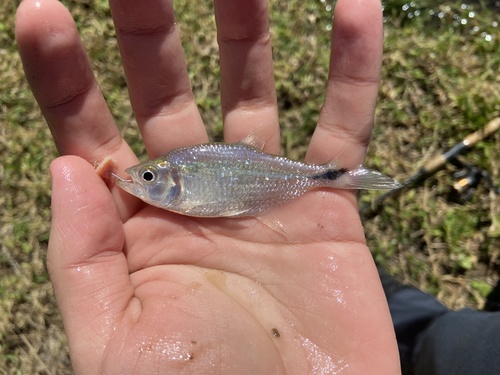 Pinto's sabretooth tetra (Oligosarcus pintoi) — Characidae — 2