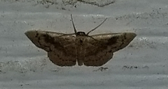 Leptostales ferruminaria