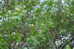 Syzygium guineense