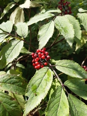 Sambucus racemosa