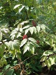 Sambucus racemosa
