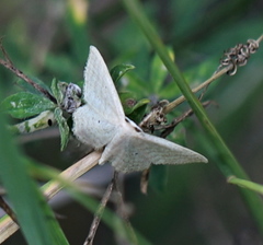 Idaea sylvestraria
