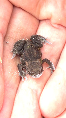 Bufo bufo
