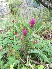Melampyrum arvense