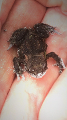 Bufo bufo