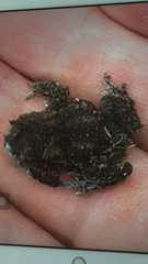 Bufo bufo
