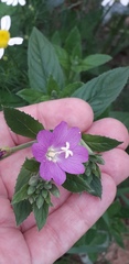 Epilobium hirsutum