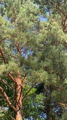 Pinus sylvestris