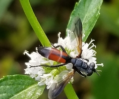 Cylindromyia intermedia