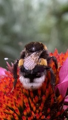 Bombus