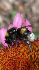 Bombus