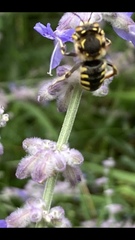 Anthidium florentinum