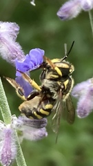Anthidium florentinum