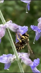 Anthidium florentinum