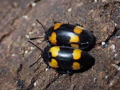 Episcapha quadrimacula