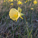 Hoop-petticoat Daffodil - Photo (c) Basotxerri, some rights reserved (CC BY-SA)