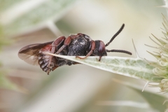 Pasites maculatus