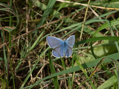Polyommatus amandus