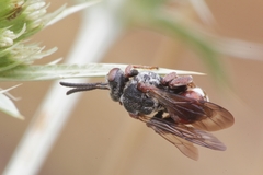 Pasites maculatus