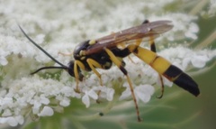 Ichneumon xanthorius