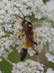 Ichneumon xanthorius