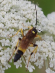Ichneumon xanthorius