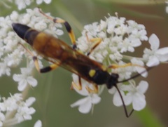 Ichneumon xanthorius