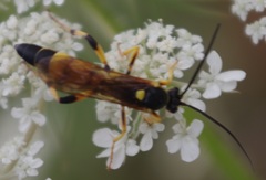 Ichneumon xanthorius