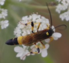 Ichneumon xanthorius