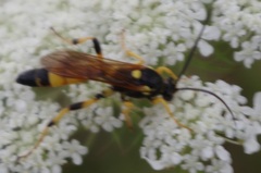 Ichneumon xanthorius
