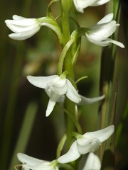 Platanthera dilatata