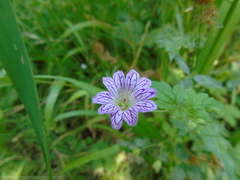 Geranium versicolor